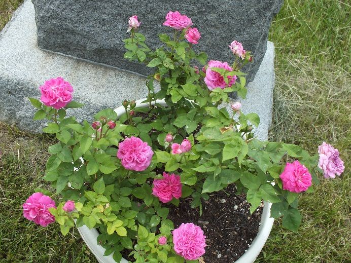  photo rotkappchencemetary_zps34d54558.jpg